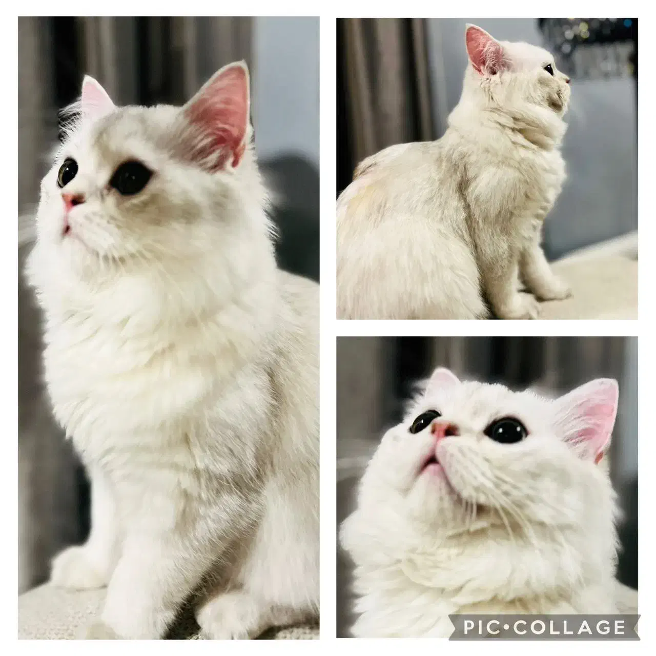 گربه بریتیش|گربه|تهران, شهرک غرب|دیوار