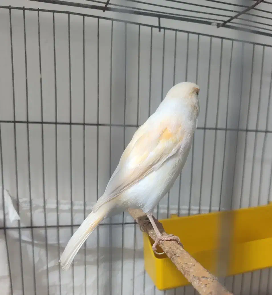 قناری ماده موزایکی درشت کشیده|پرنده|امیدیه, |دیوار