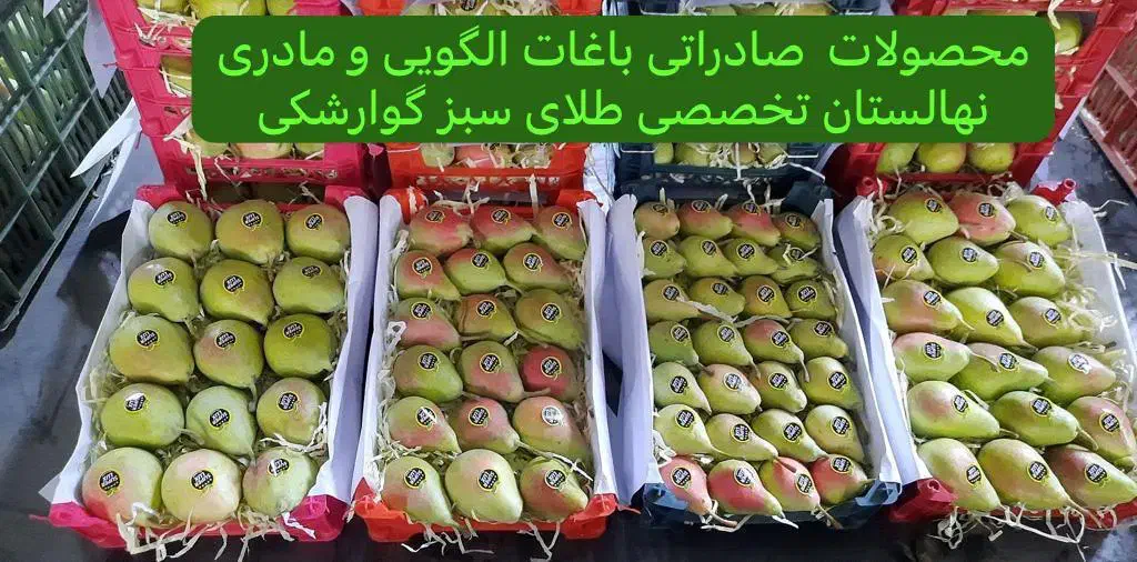 نهالستان تخصصی طلای سبز گوارشکی نهال پایه رویشی|خدمات باغبانی و درختکاری|مشهد, توس فردوسی|دیوار