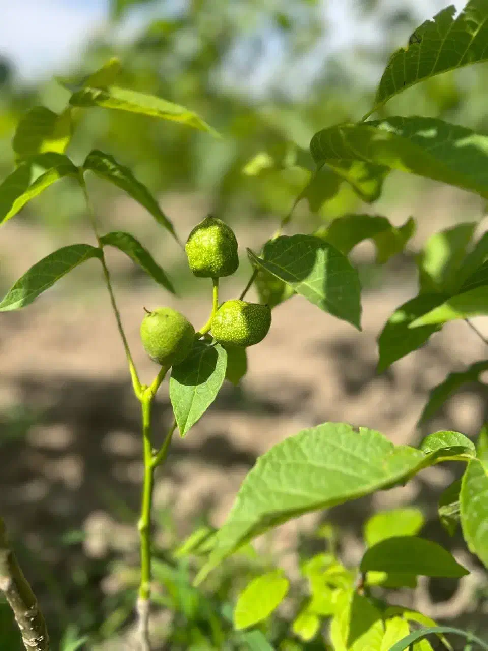 فروش درخت گردو جمال پیوندی و پایه کوتاه|خدمات باغبانی و درختکاری|سی‌سخت, |دیوار