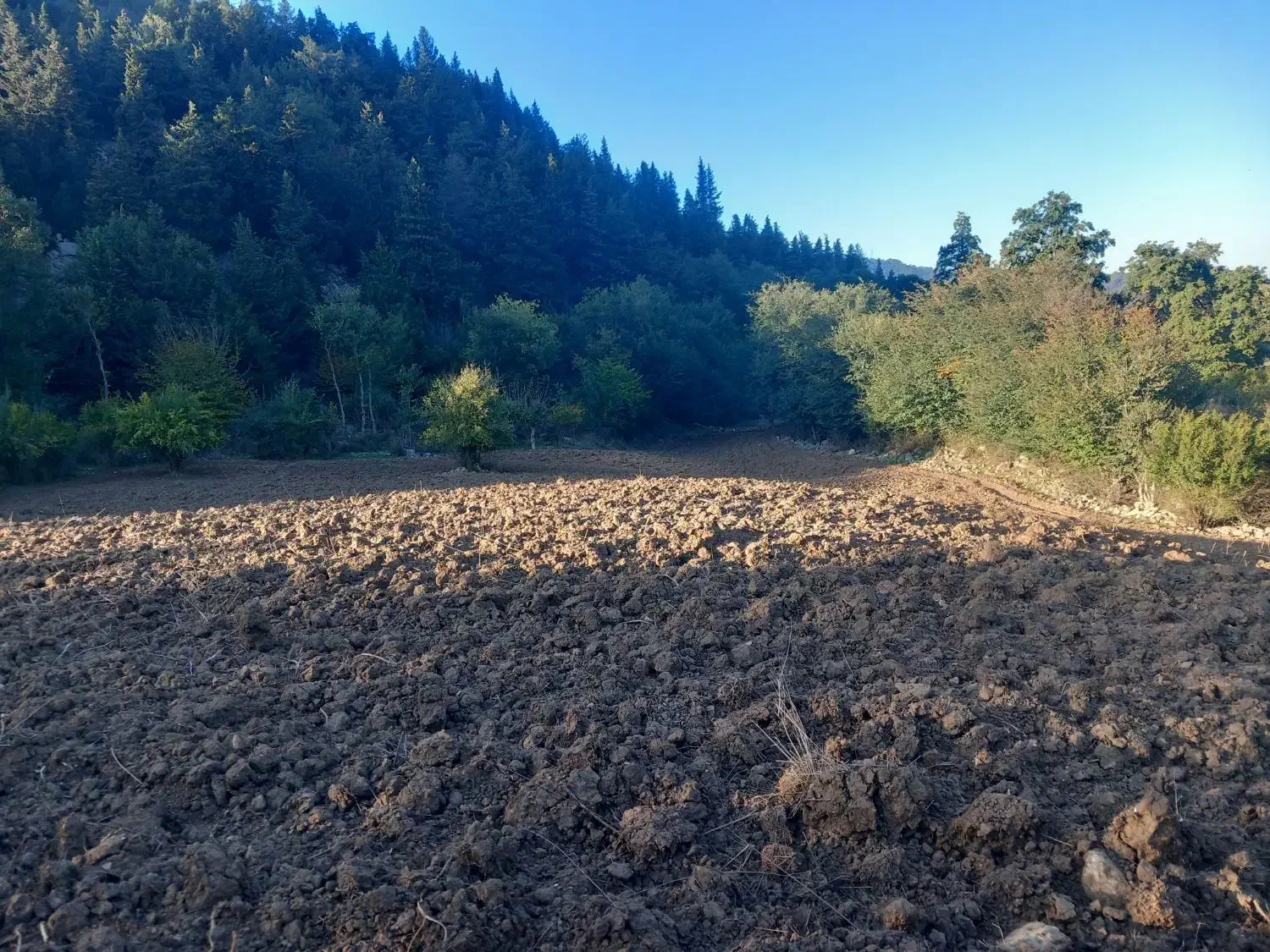 زمین کشاورزی|فروش زمین و ملک کلنگی|رامیان, |دیوار