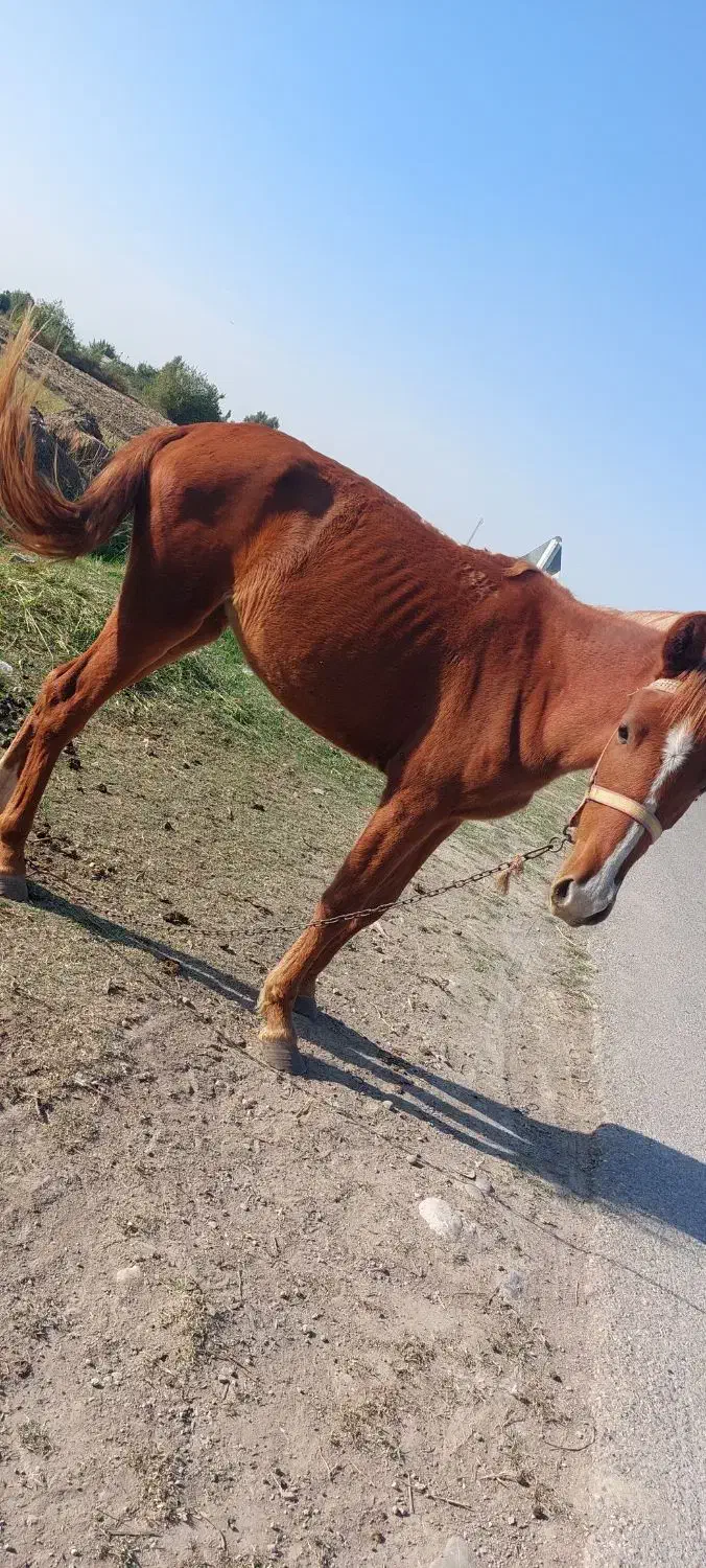 کره.اسب|اسب و تجهیزات اسبسواری|مینودشت, |دیوار