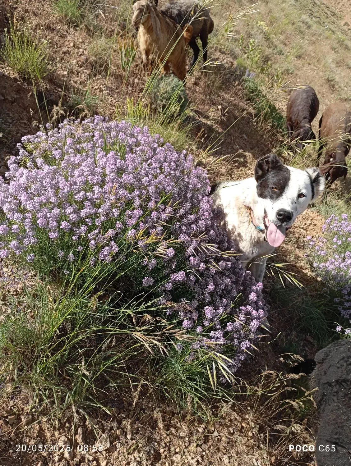 یک عدد سگ|حیوانات|حلب, |دیوار