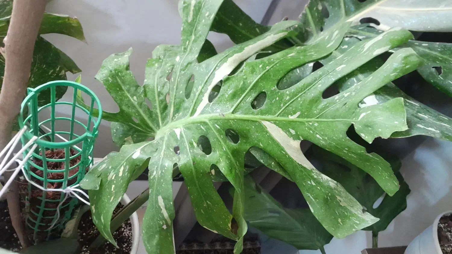 مانسترا تای|گل و گیاه طبیعی|بیرجند, |دیوار