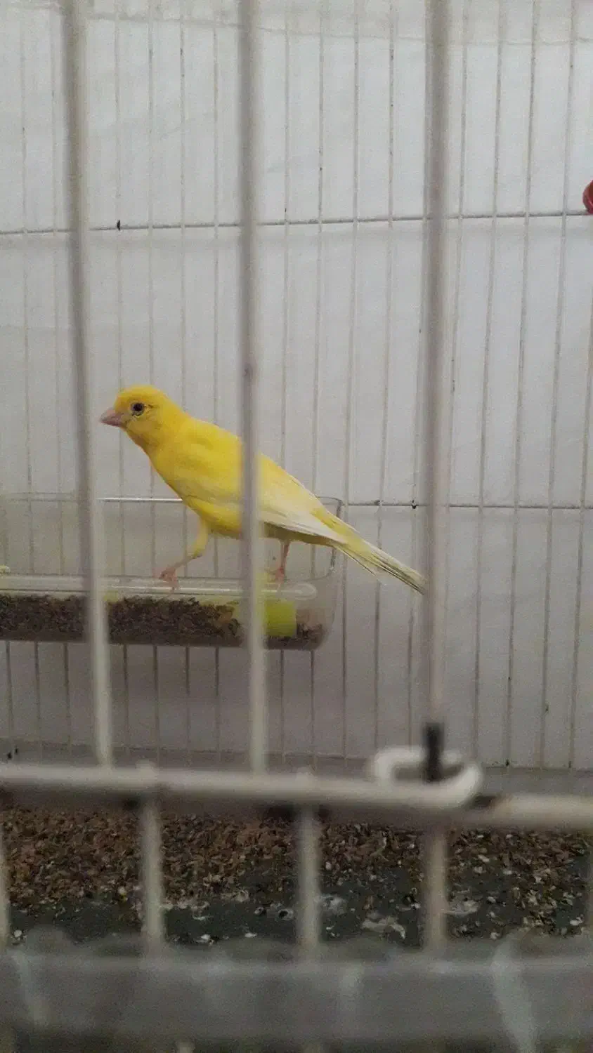 قناری نر و ماده|پرنده|شیروان (خراسان), |دیوار