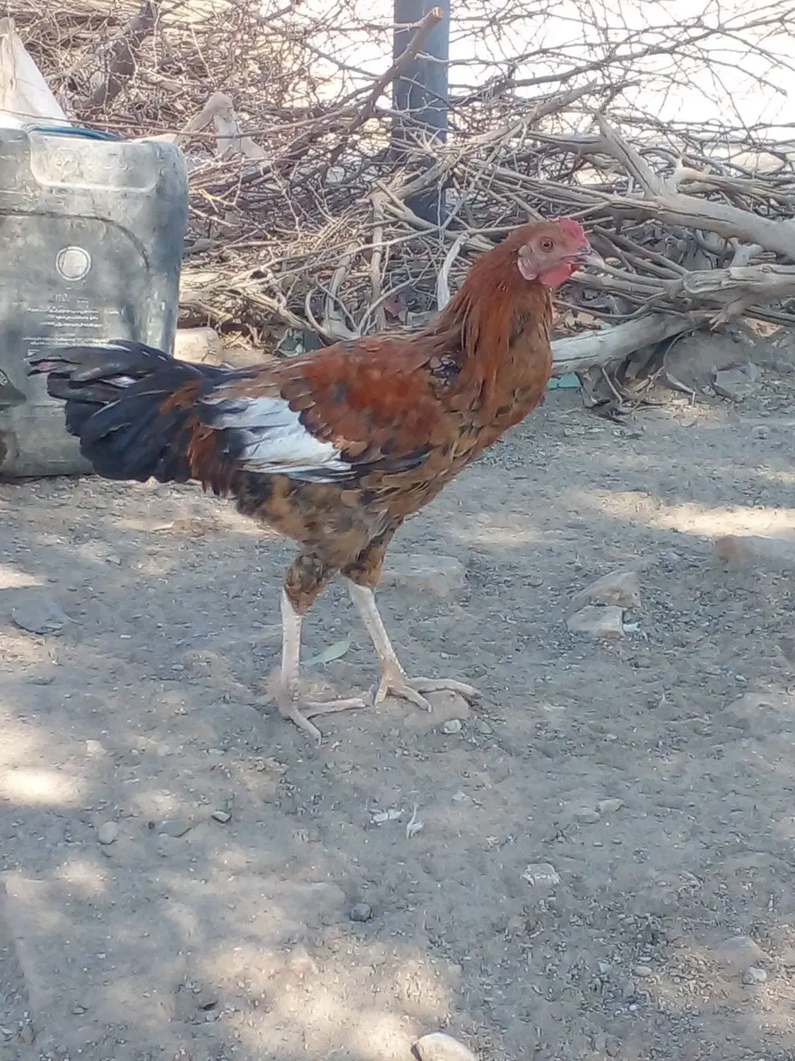 فروش خروس.و جوجه خروس محلی|حیوانات مزرعه|کهنوج, |دیوار