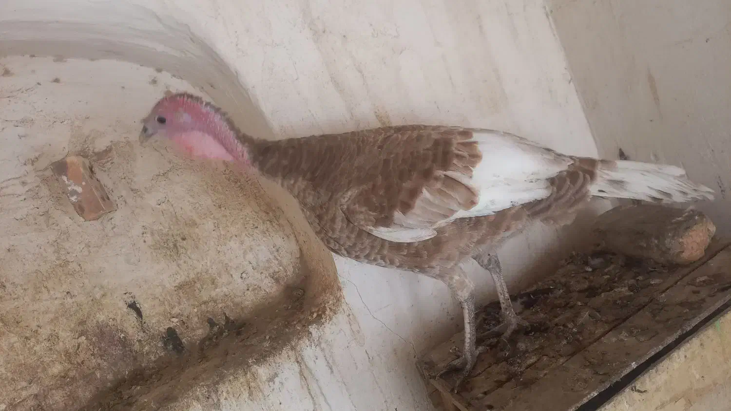 بوقلمون ماده|حیوانات مزرعه|تفت, |دیوار