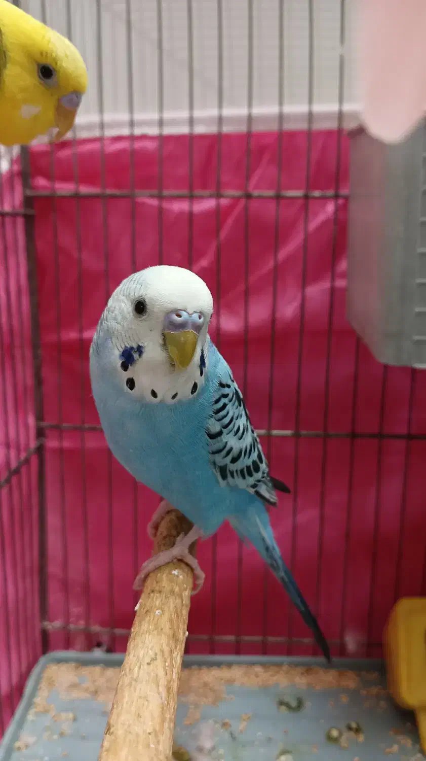 دوعدد مرغ عشق نر وماده|پرنده|قم, حاج خلیل|دیوار