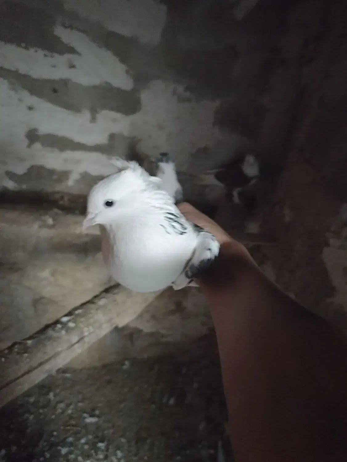 کبوتر زیبا و پرشی|پرنده|بوکان, |دیوار