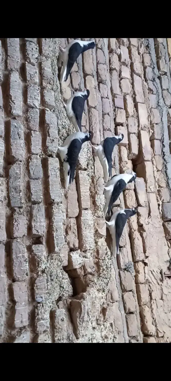 کبوتر ساده سیاه کاکلی|پرنده|تایباد, |دیوار