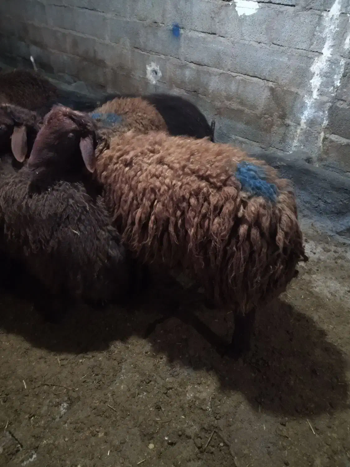 بره نر کشتاری چاق چاق|حیوانات مزرعه|کوهدشت, |دیوار