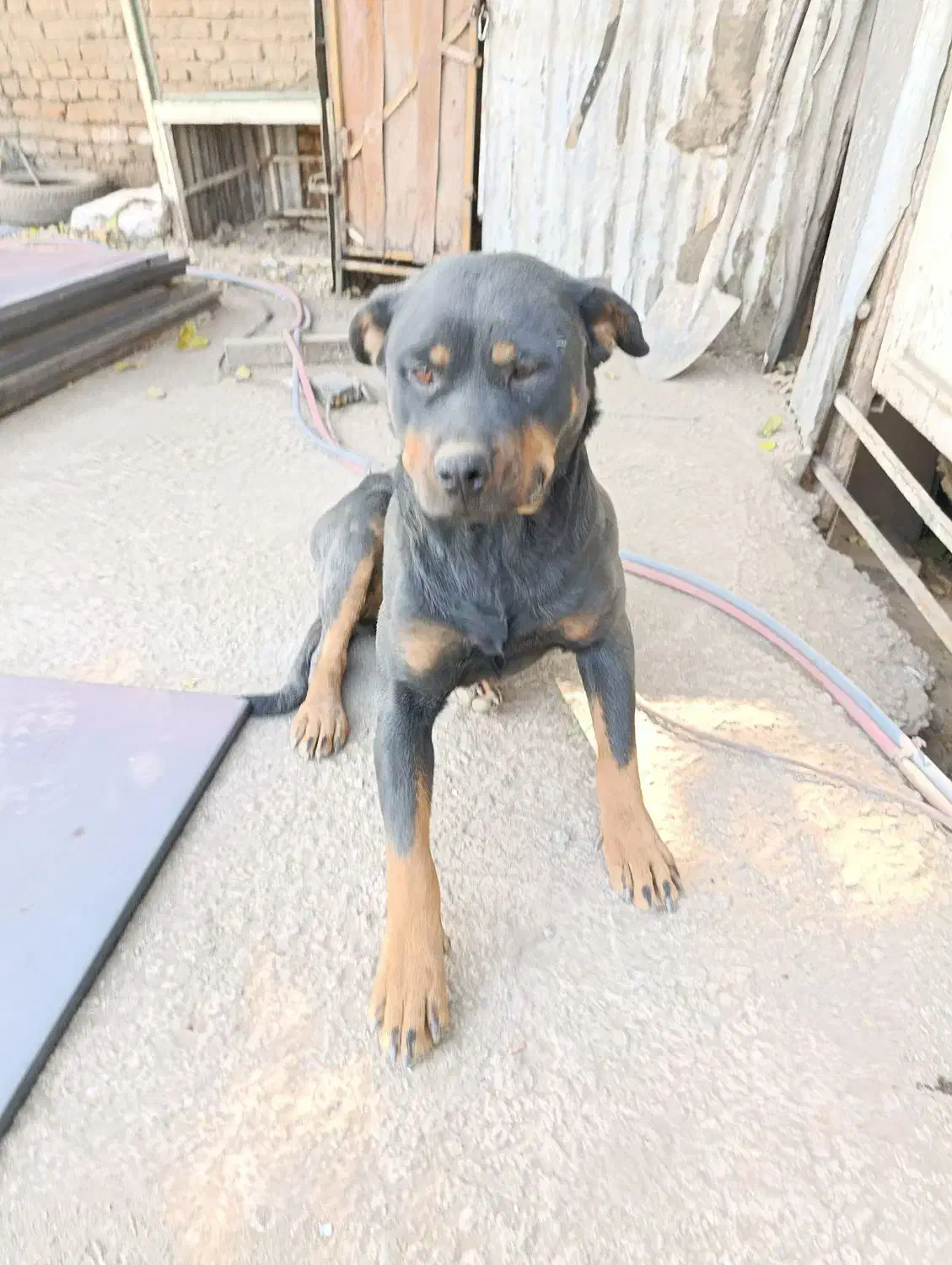 سگ روتوایلر|سگ|تهران, صاحب الزمان|دیوار