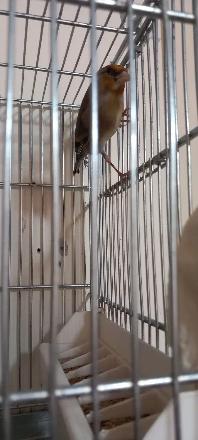 سهره قناری (دهن لر)|پرنده|تهران, خاوران|دیوار