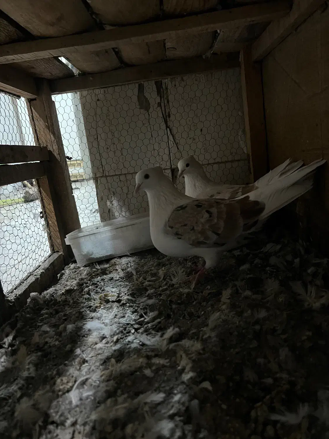 دو کت|پرنده|قم, نیروگاه|دیوار