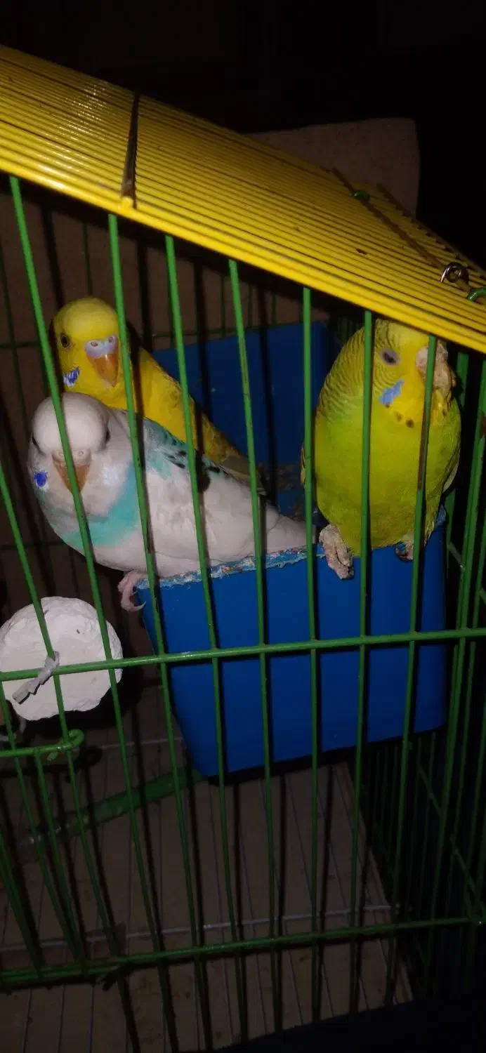 سه عدد مرغ عشق.  آرش|پرنده|اردبیل, |دیوار