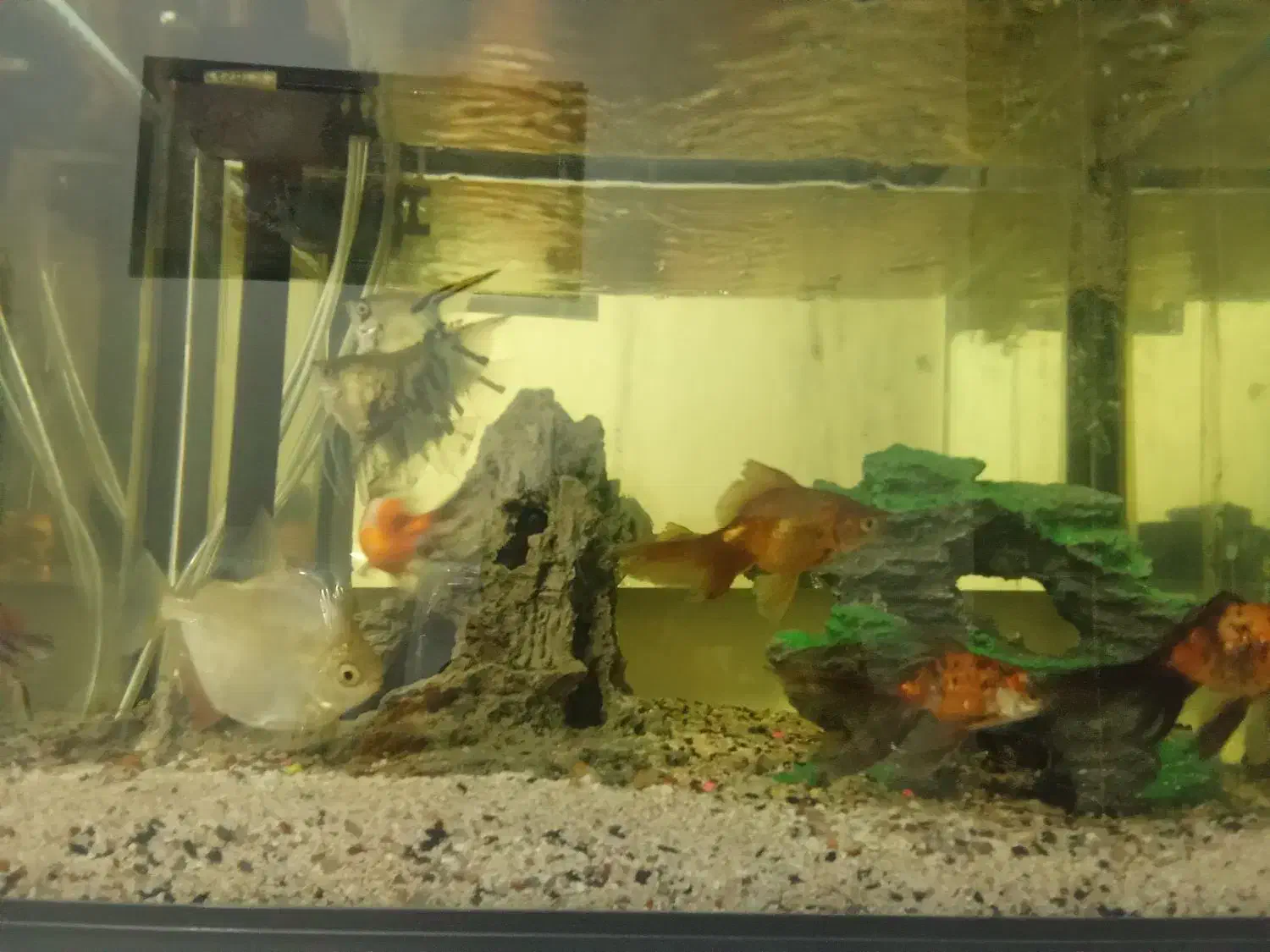 آکواریوم|ماهی|دورود, |دیوار