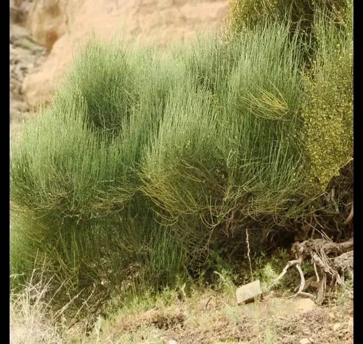 فروش عمده گیاه ریش بز تازه تازه از دل آذربایجان|آرایشی، بهداشتی، درمانی|اهر, |دیوار
