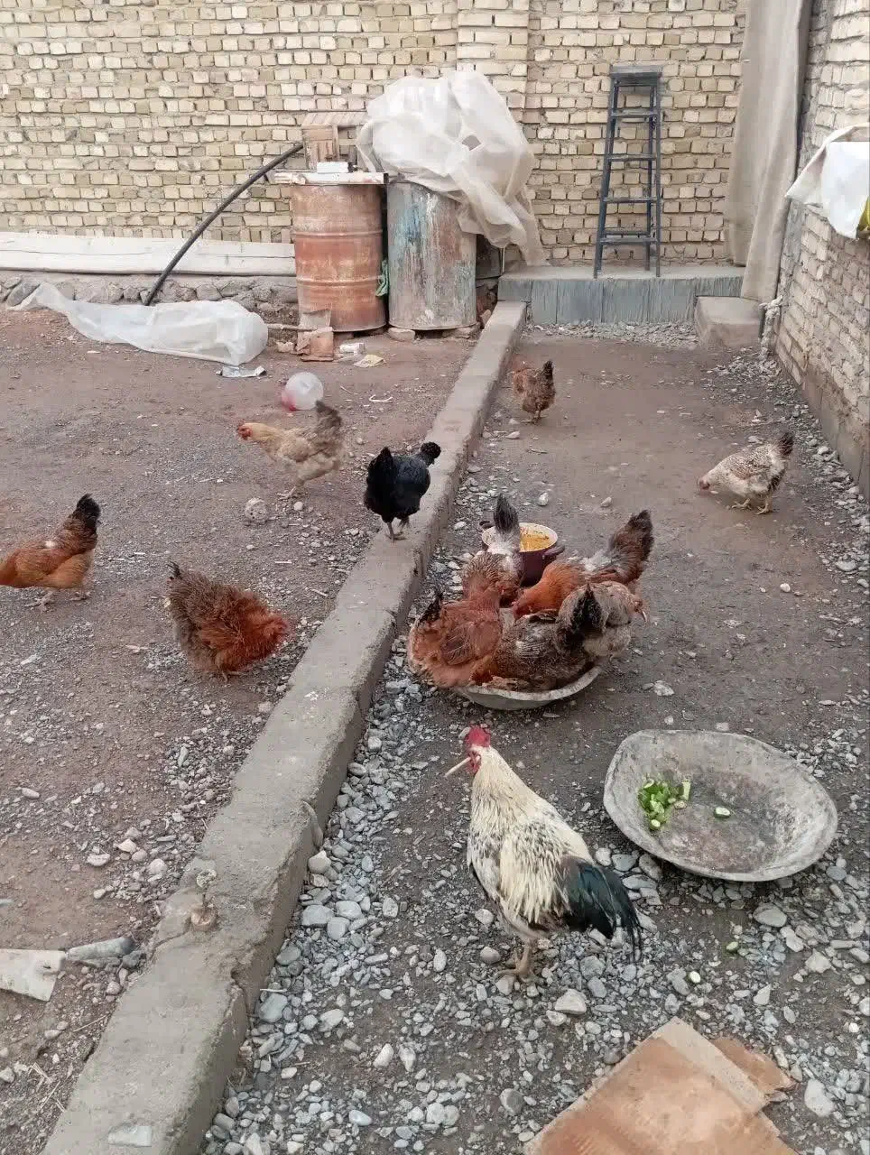 فروشی|حیوانات مزرعه|نیشابور, مازول|دیوار