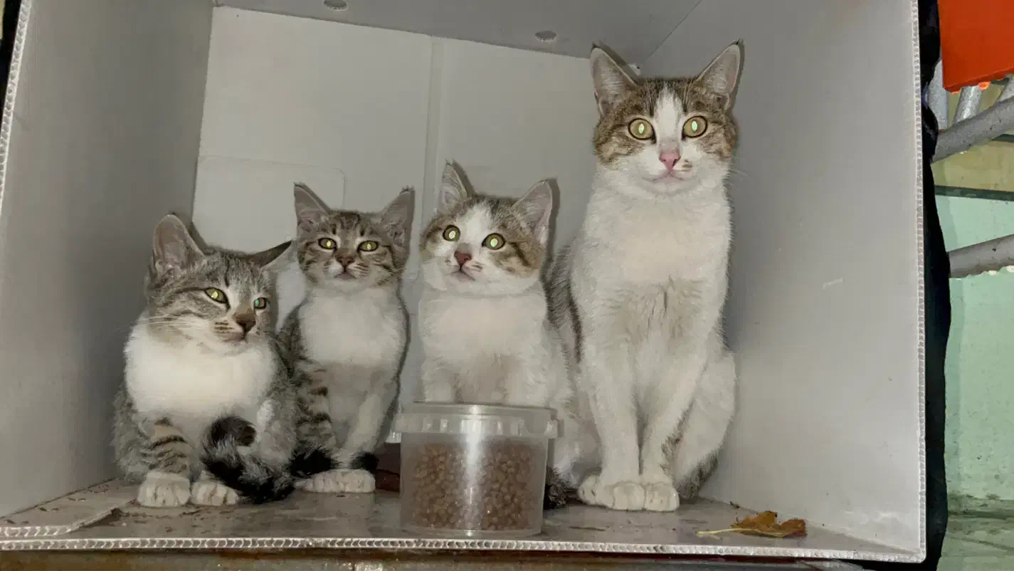 بچه گربه|گربه|اصفهان, خواجو|دیوار