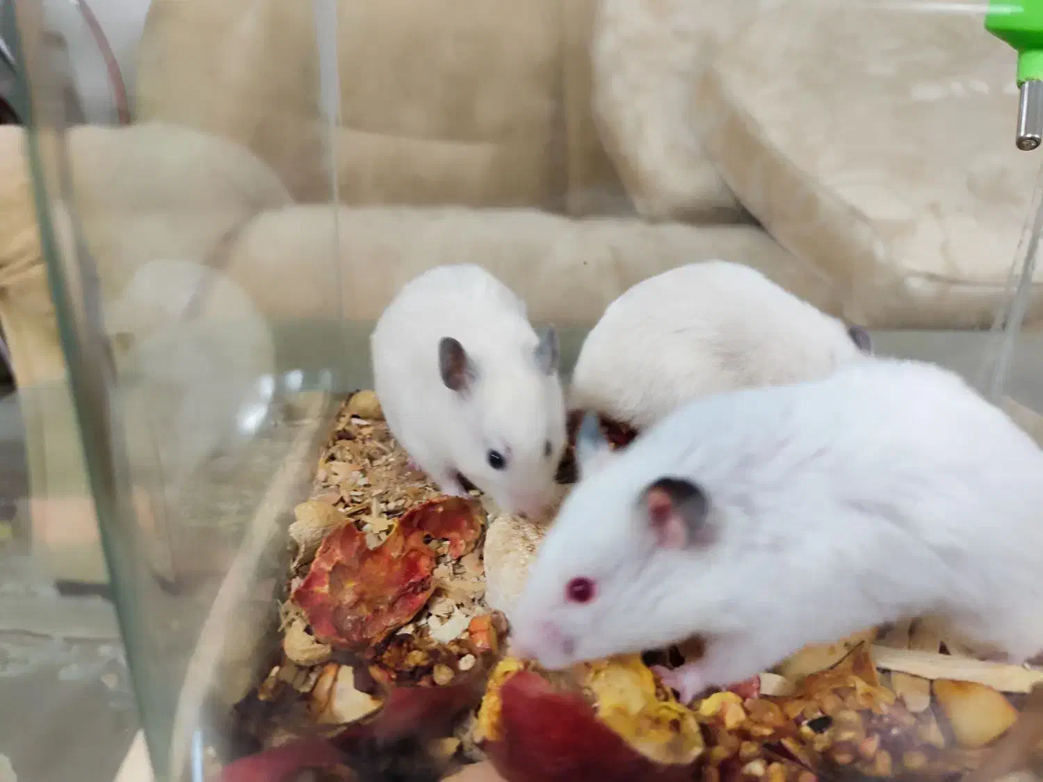 همستر اهلی و خونگی بازیگوش|موش و خرگوش|نیشابور, شهرک قدس|دیوار