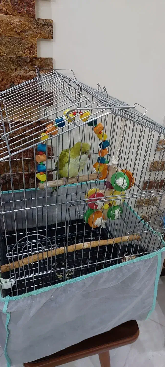 راهب|پرنده|کرج, باغستان|دیوار