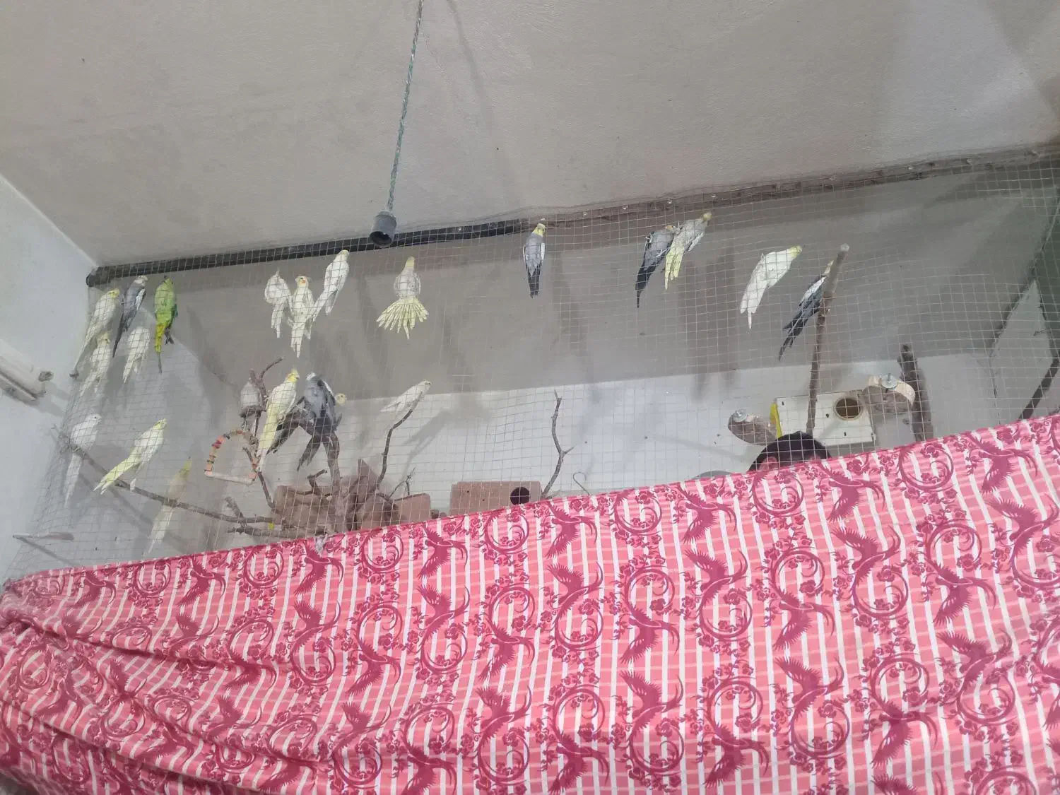 عروس هلندی|پرنده|خرمآباد, |دیوار