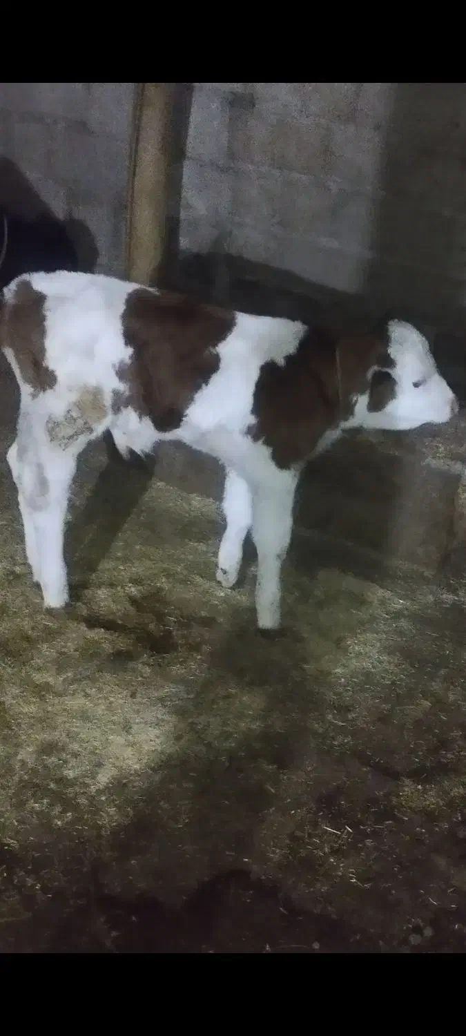 یک عددگاو سبمینتال شش دندان باگوساله قرمزنر|حیوانات مزرعه|هشترود, |دیوار