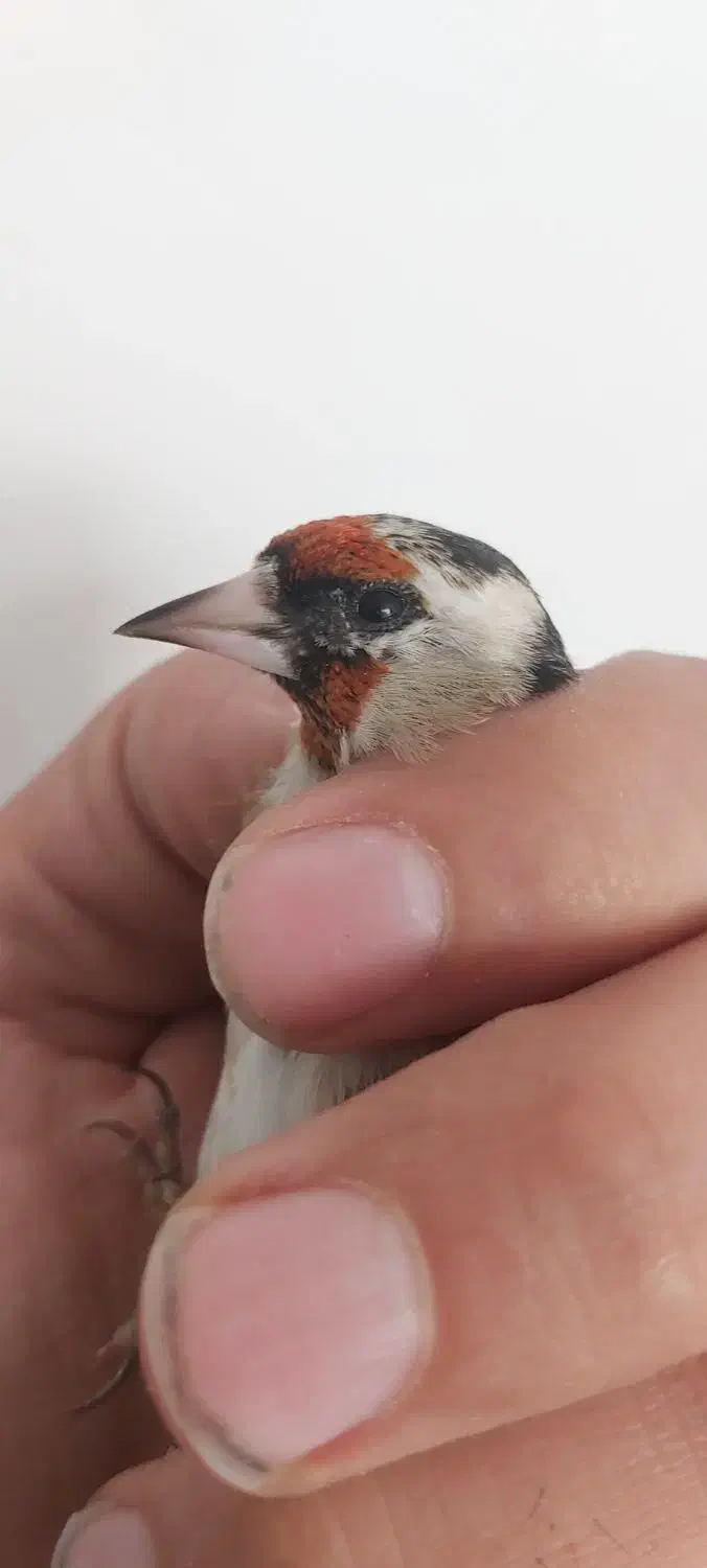 سهره های سوا شده نرو ماده|پرنده|تبریز, |دیوار