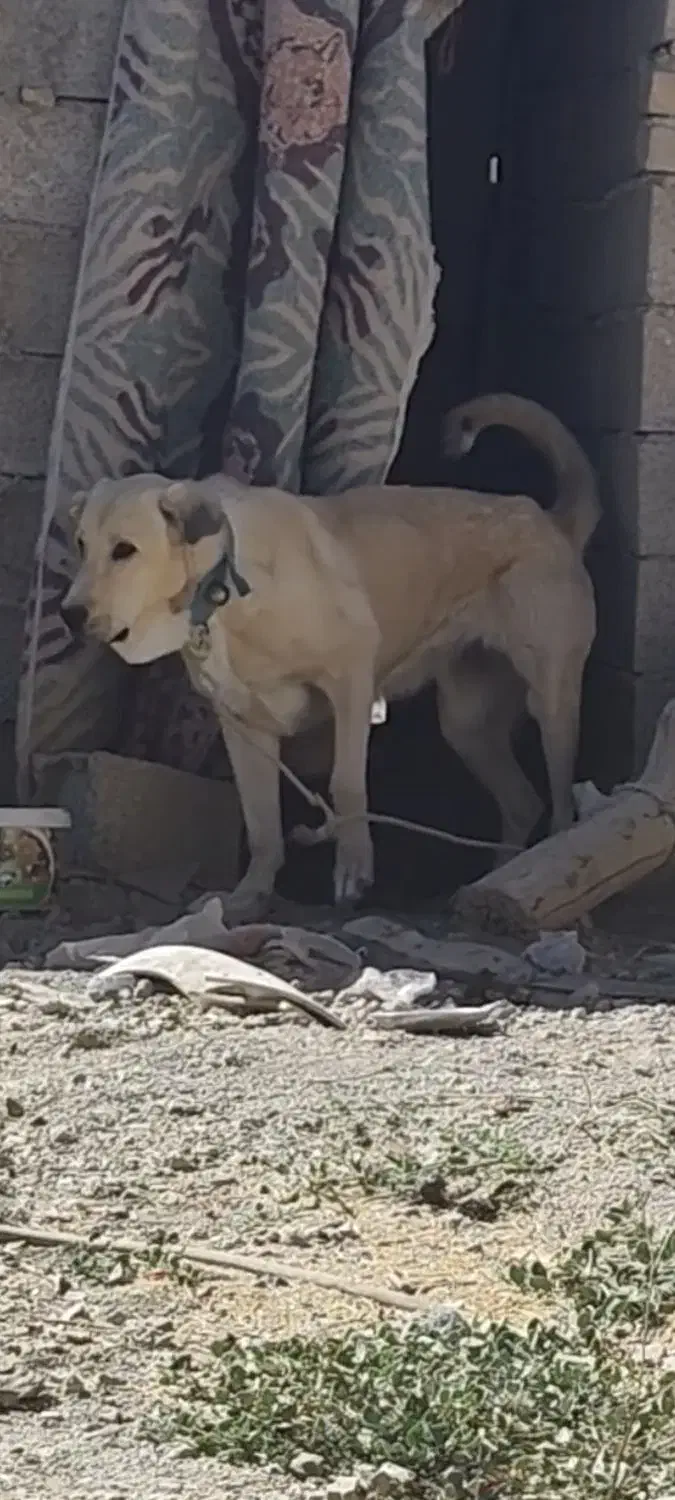 واگذاری ماده پژدر|سگ|رزن, |دیوار