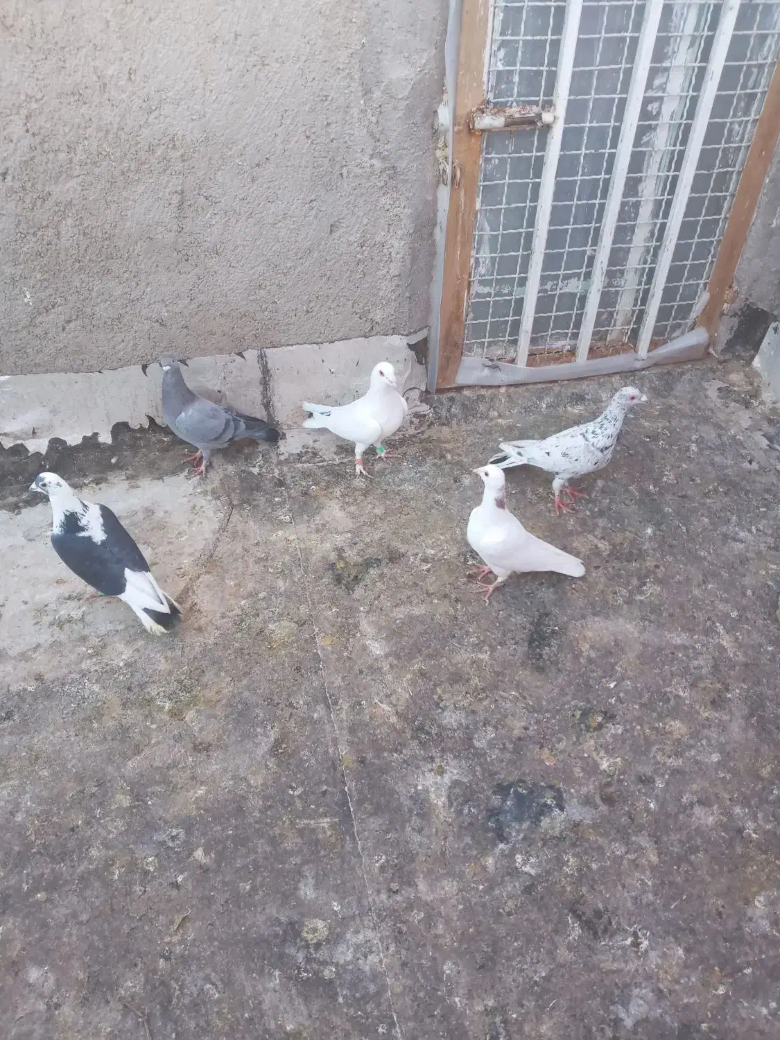 چندتا کفتر پرشی|پرنده|بشاریات, |دیوار