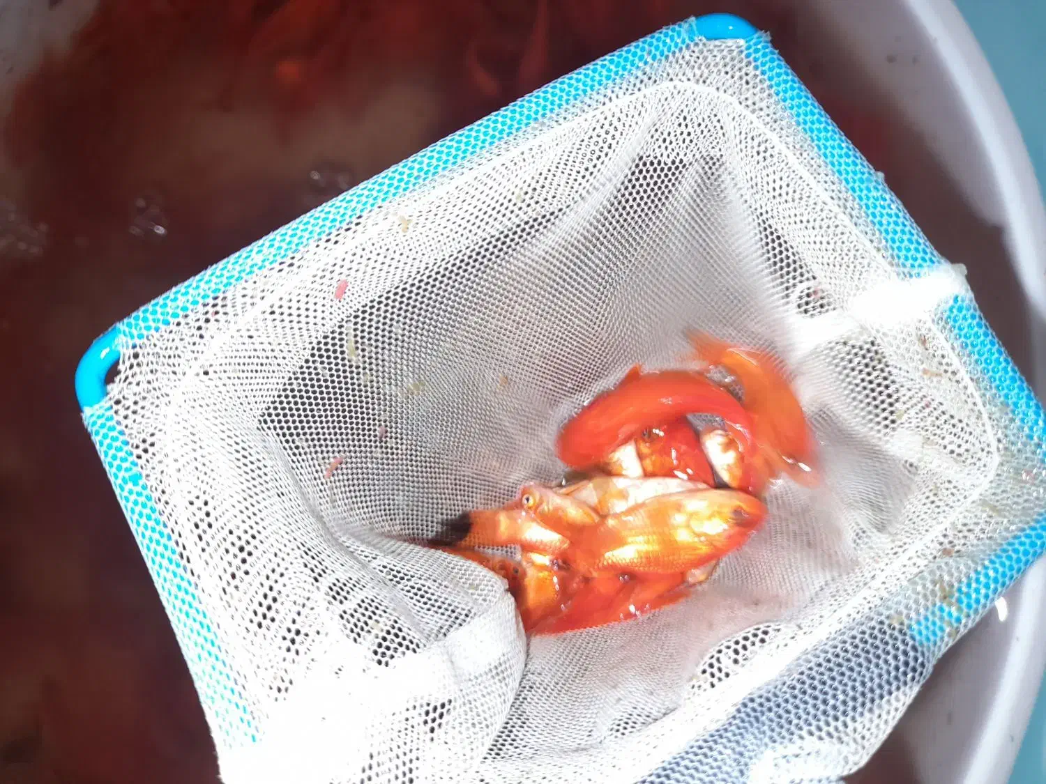 ماهی|ماهی|بجنورد, |دیوار