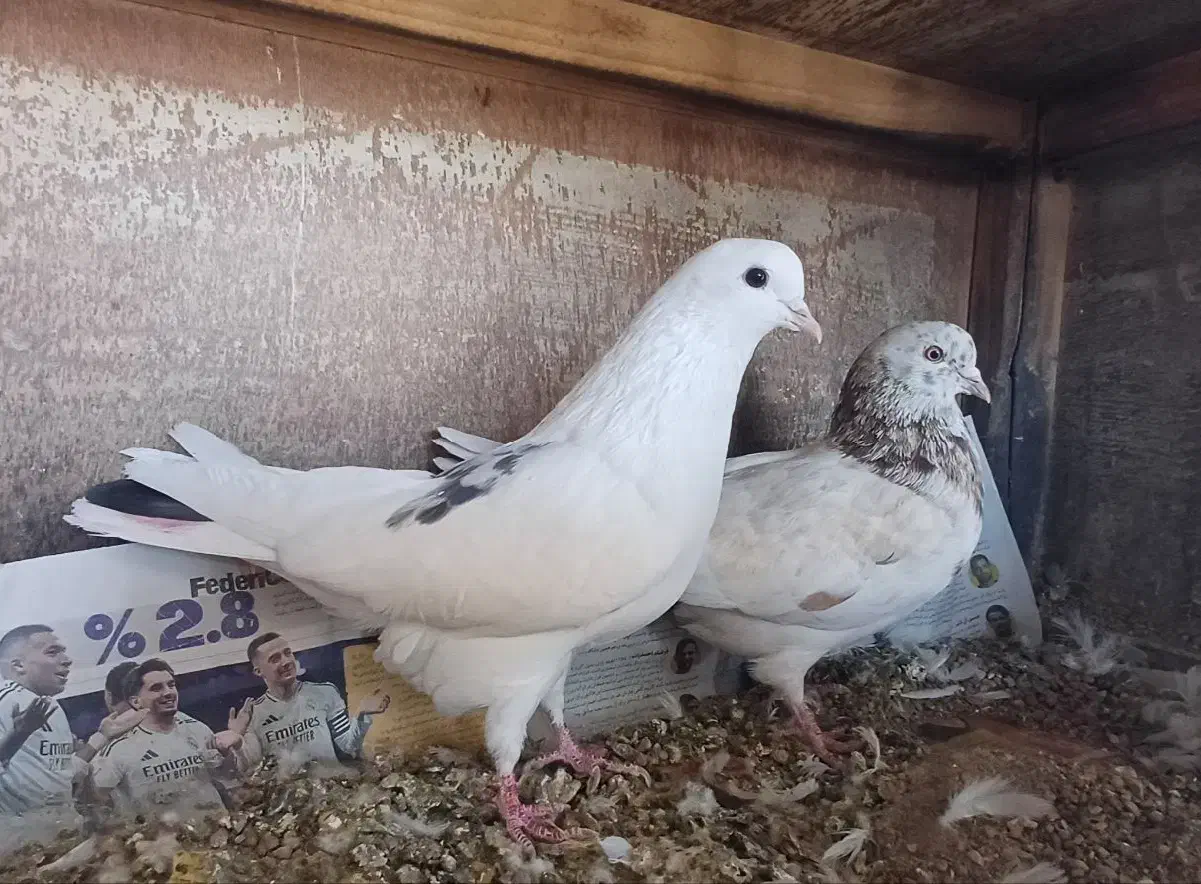 کفتر فروشی|پرنده|ابهر, |دیوار