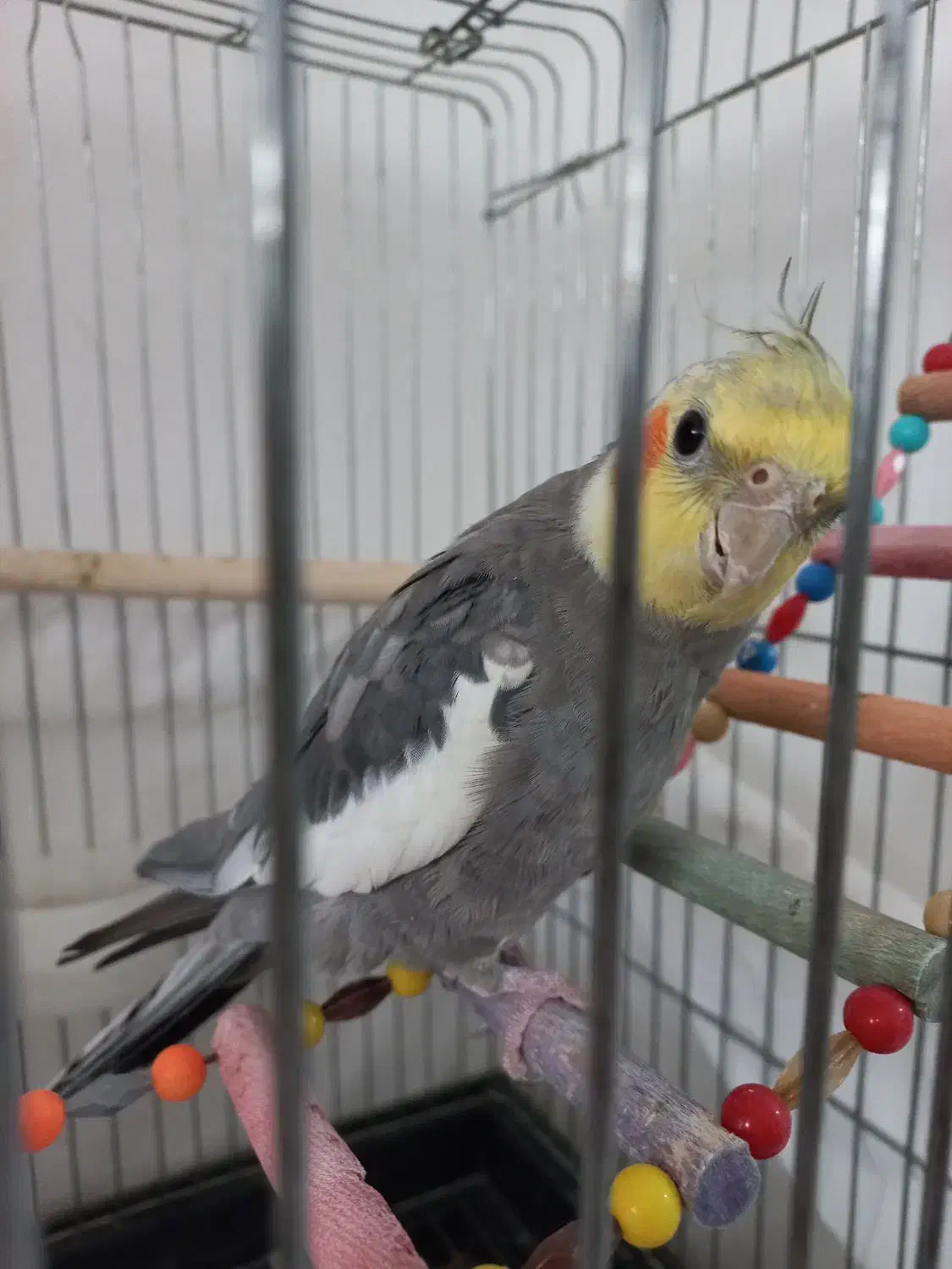 سینامون|پرنده|قدس, شهر‌قدس|دیوار