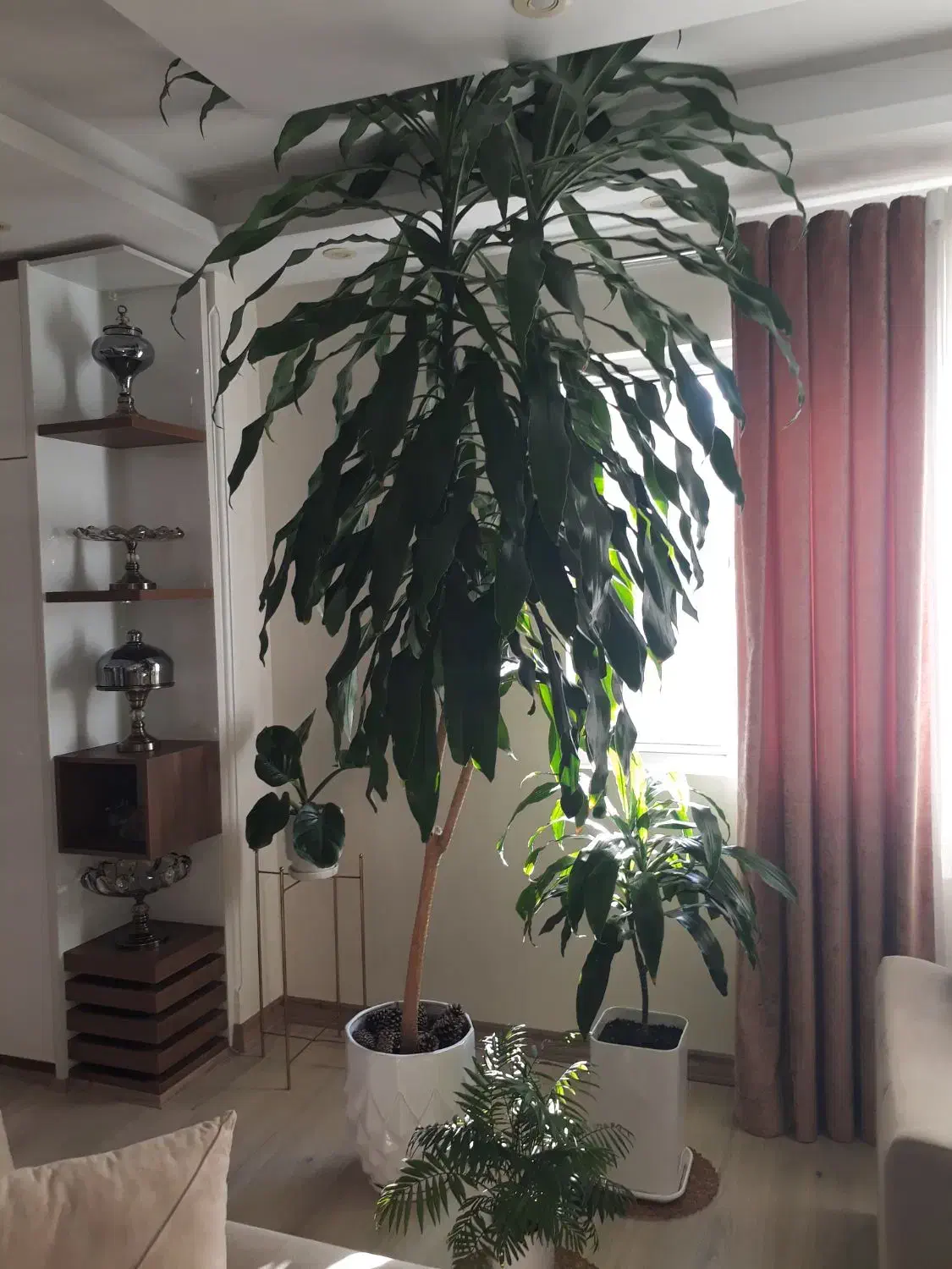 درختچه بلالی(دراسینا)|گل و گیاه طبیعی|رشت, سیا اسطلخ|دیوار