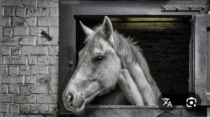 استبل|فروش خانه و ویلا|رفسنجان, |دیوار