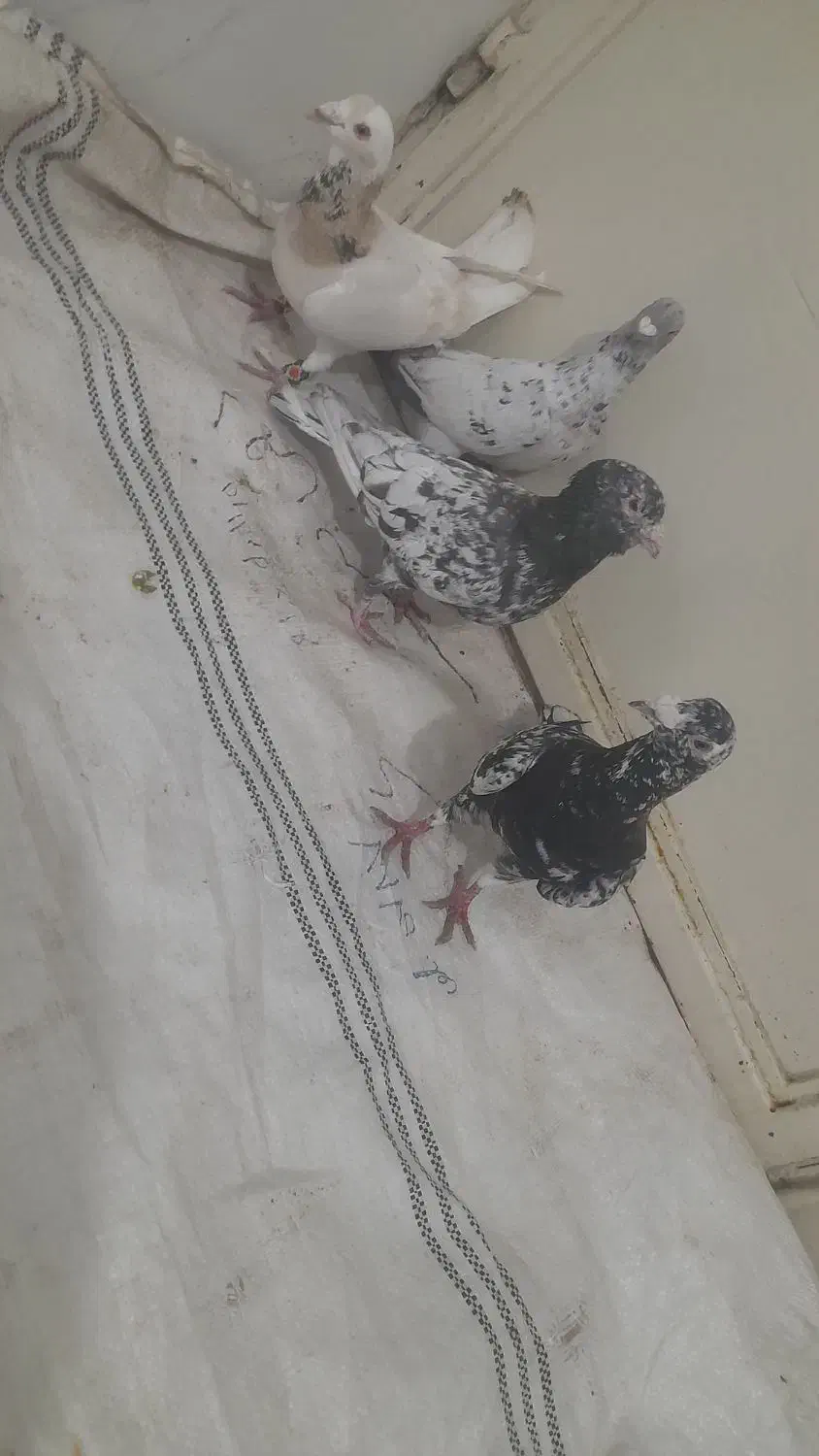 جعبه مرغی گم کردم|حیوانات|سبزوار, قصبه غربی|دیوار