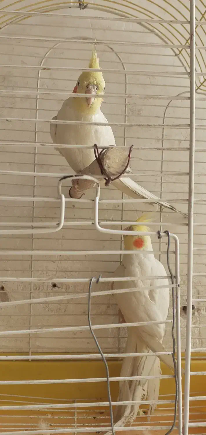 عروس هلندی|پرنده|اصفهان, جاوان|دیوار