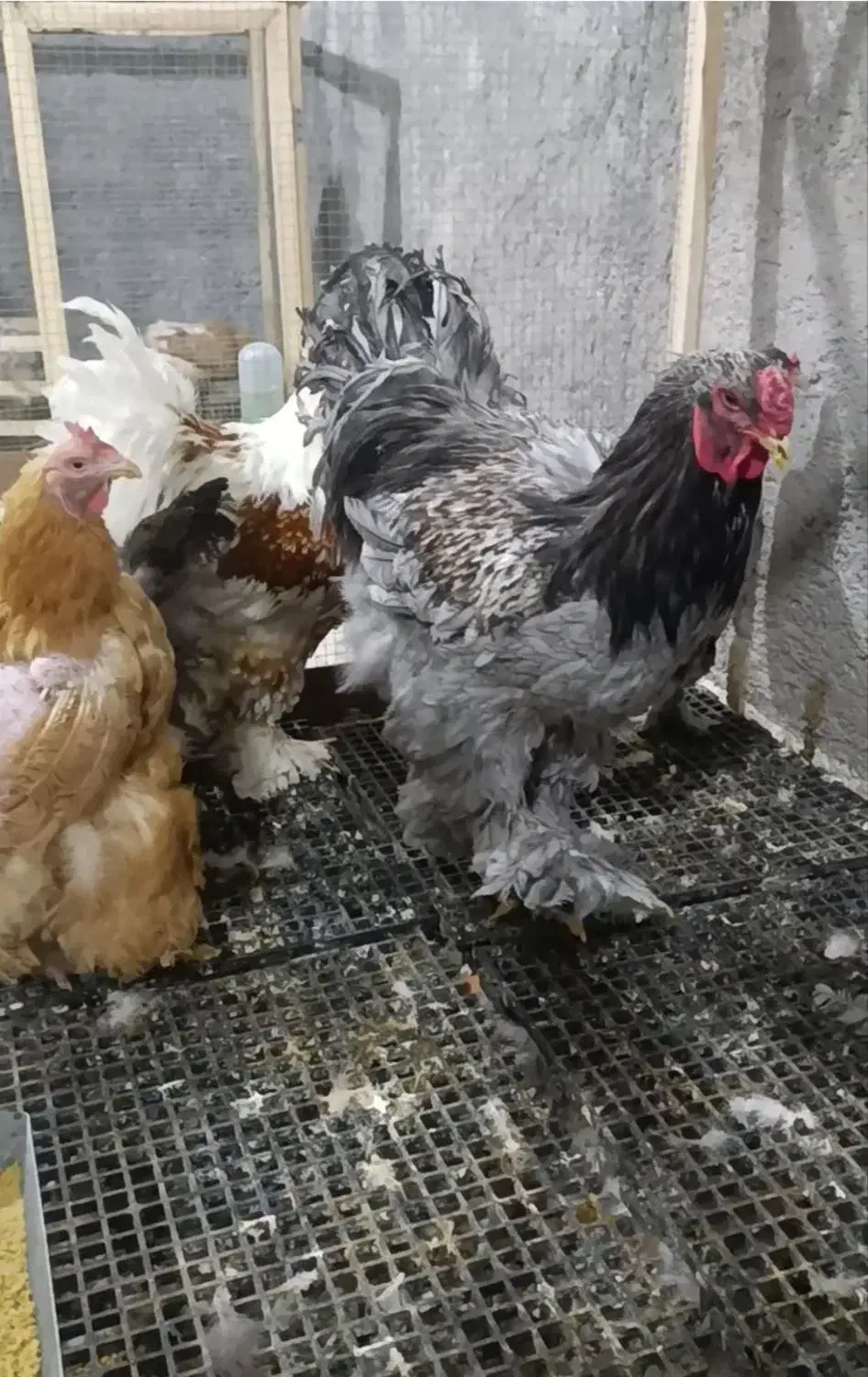 مرغ و خروس برهما|حیوانات مزرعه|تربتحیدریه, کاشانی|دیوار