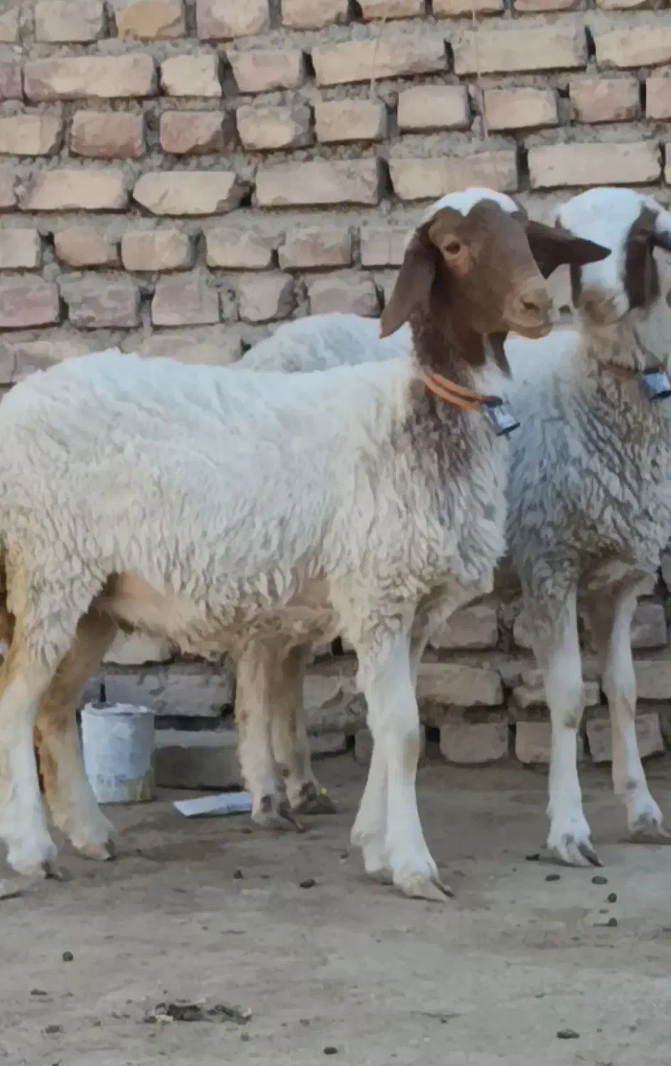 2راس بره ماده قوچ خورده کله بور|حیوانات مزرعه|کاشمر, |دیوار