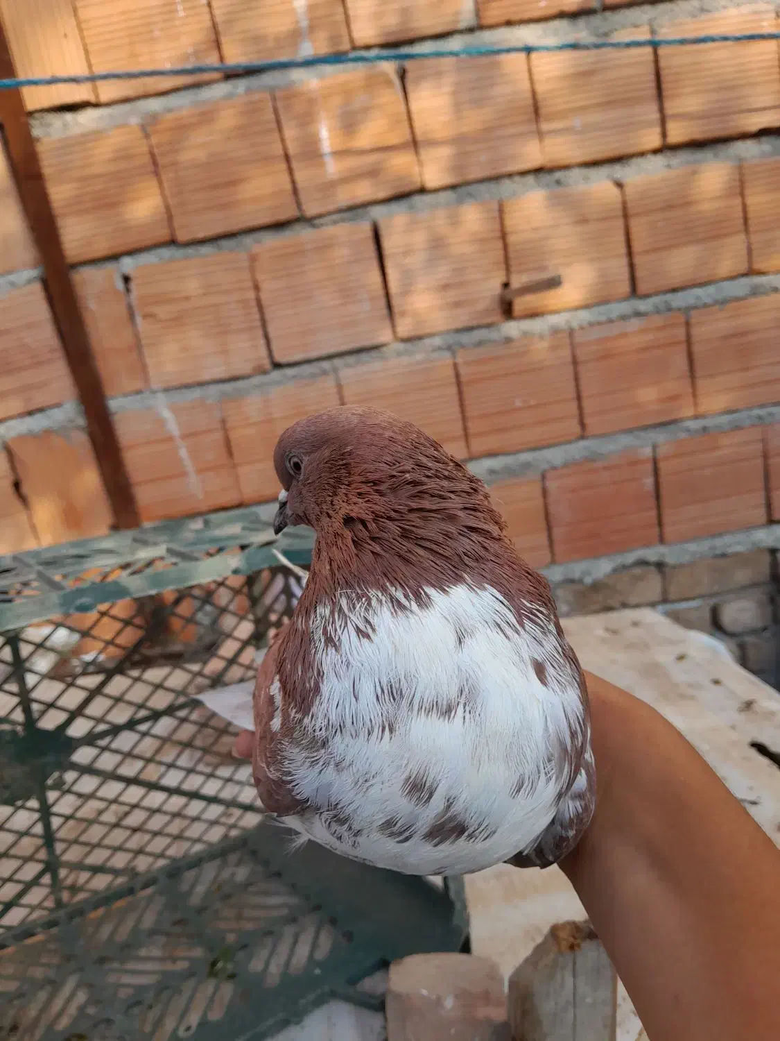 کبوتر گرگی|پرنده|گرگان, |دیوار