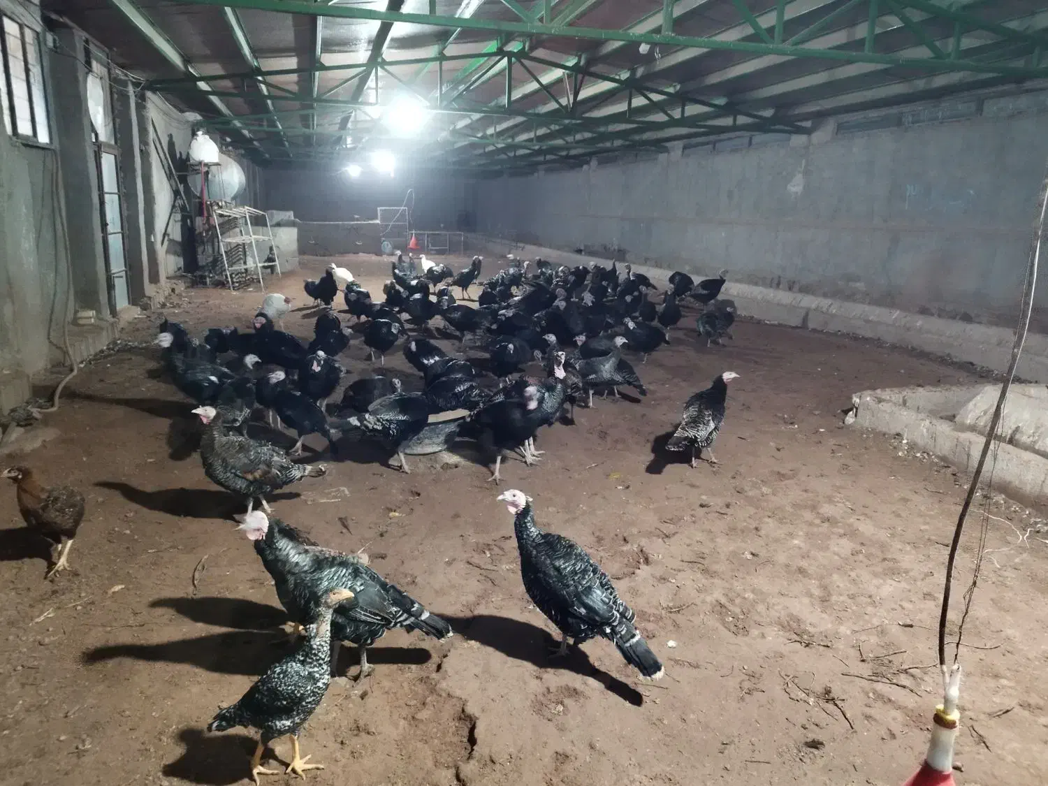 بوقلمون یک ساله در حال تخم درشت و آماده|حیوانات مزرعه|مشهد, کوشش|دیوار