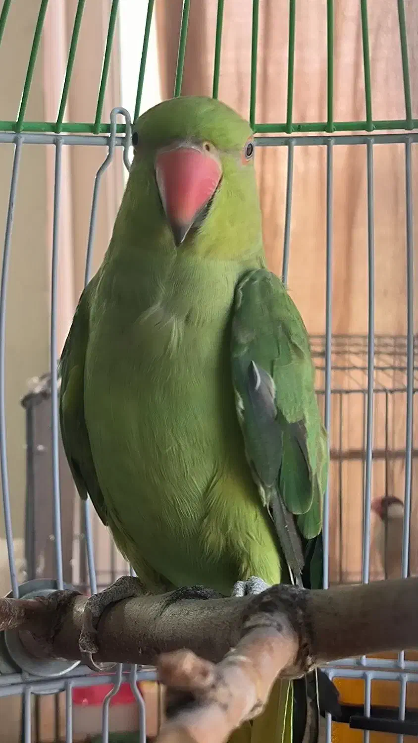 طوطی ملنگو ماده آماده (فروش و معاوضه)|پرنده|تهران, آرارات|دیوار