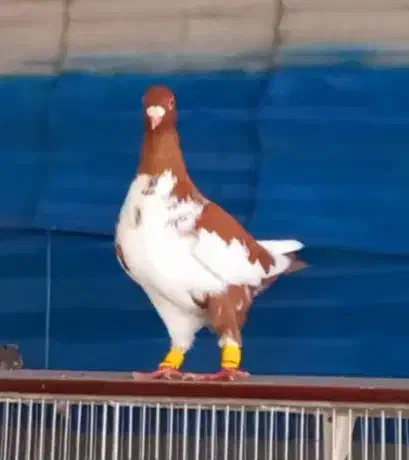 3جنگنده عبلغ سارکاکلی برژیکی|پرنده|مشهد, نوید|دیوار