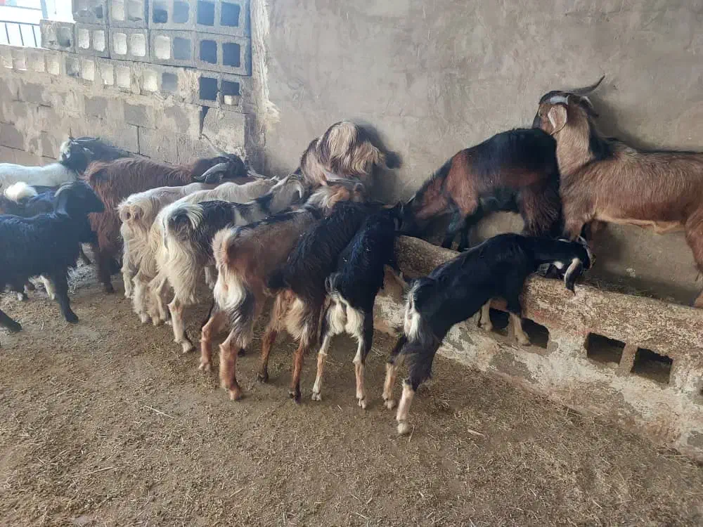 کهره|حیوانات مزرعه|باغ ملک, |دیوار