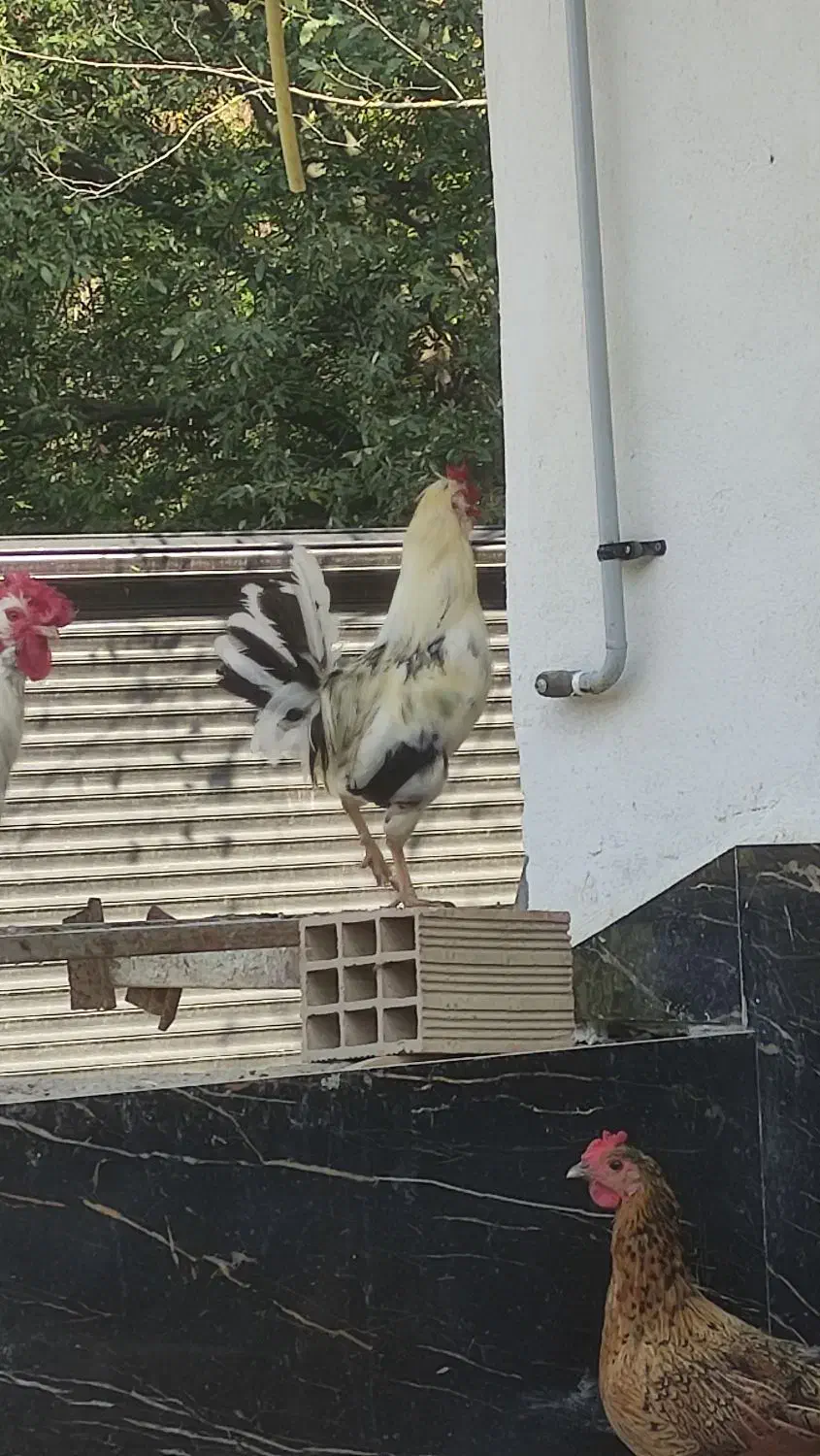 خروس محلی خروس گلین|حیوانات مزرعه|بهشهر, |دیوار