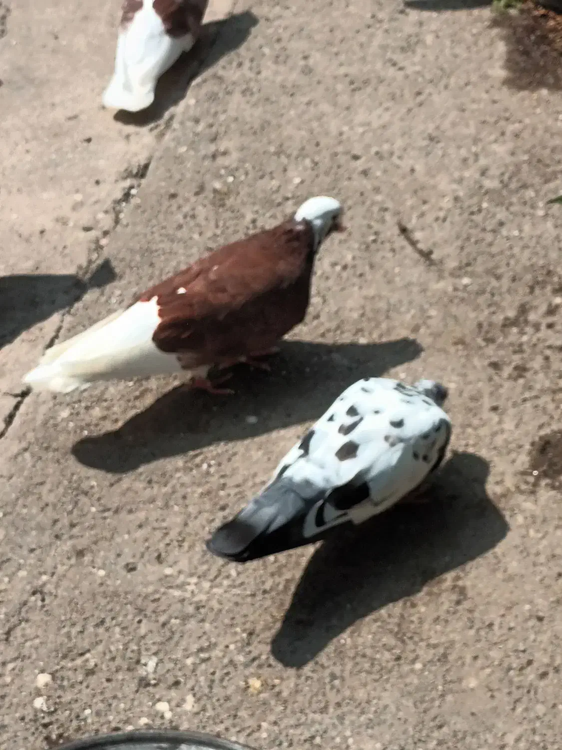 فروش تعدادی کبوتر پرشی|پرنده|خرمآباد (تنکابن), |دیوار