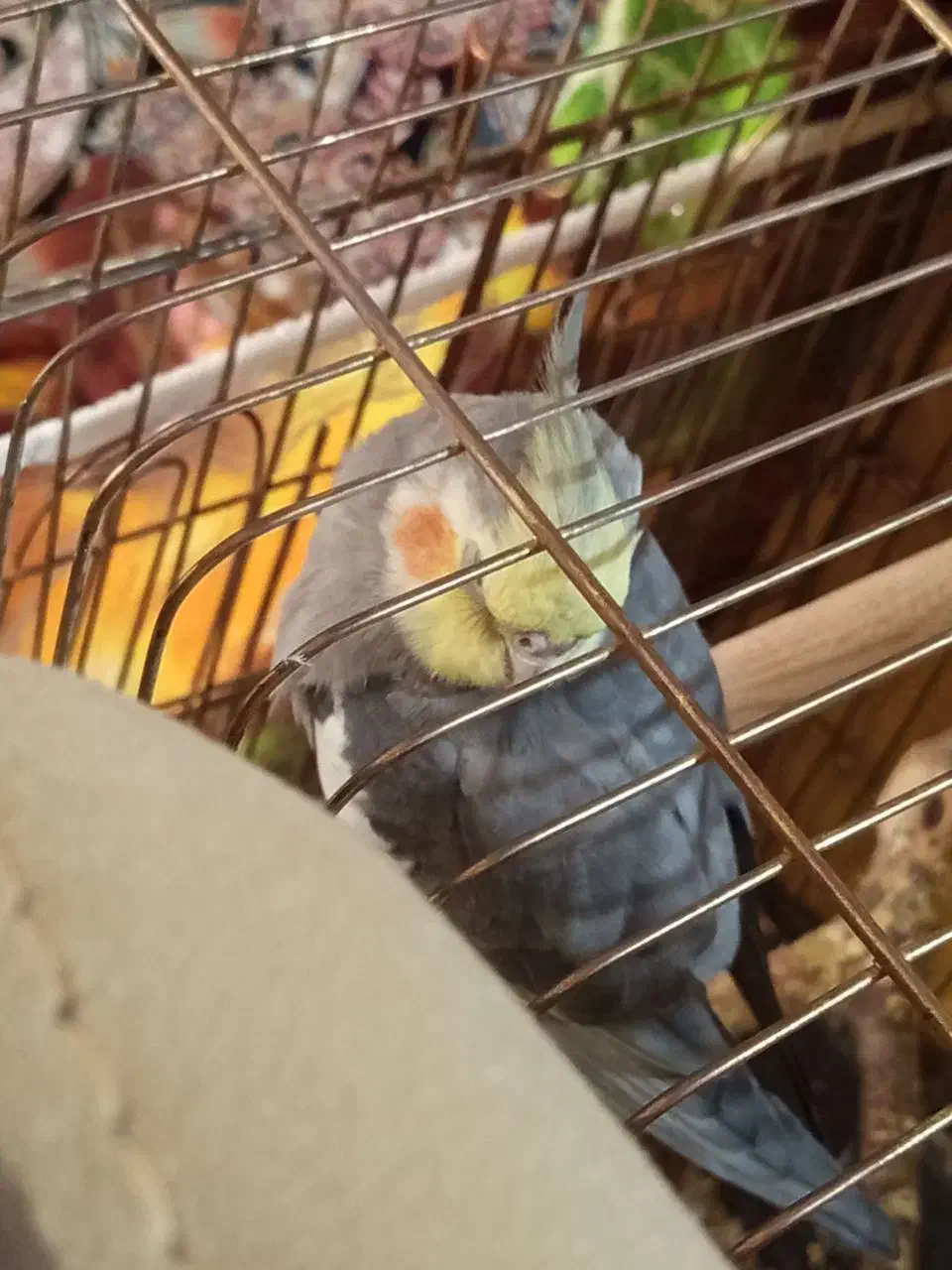 گم شدن عروس هلندی|پرنده|زاهدان, |دیوار