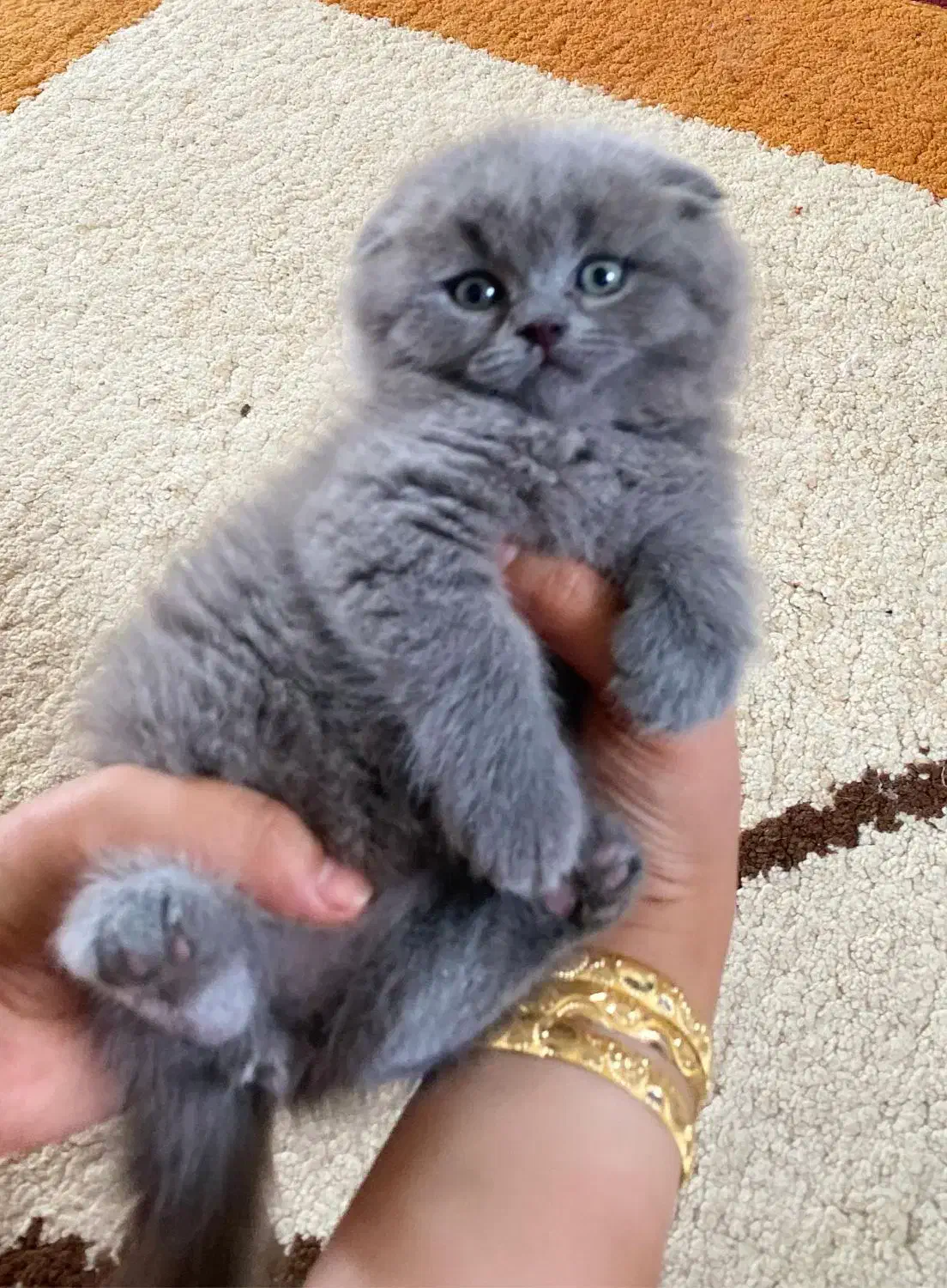 بچه گربه ها با تحویل حضوری در اهواز|گربه|رامهرمز, |دیوار