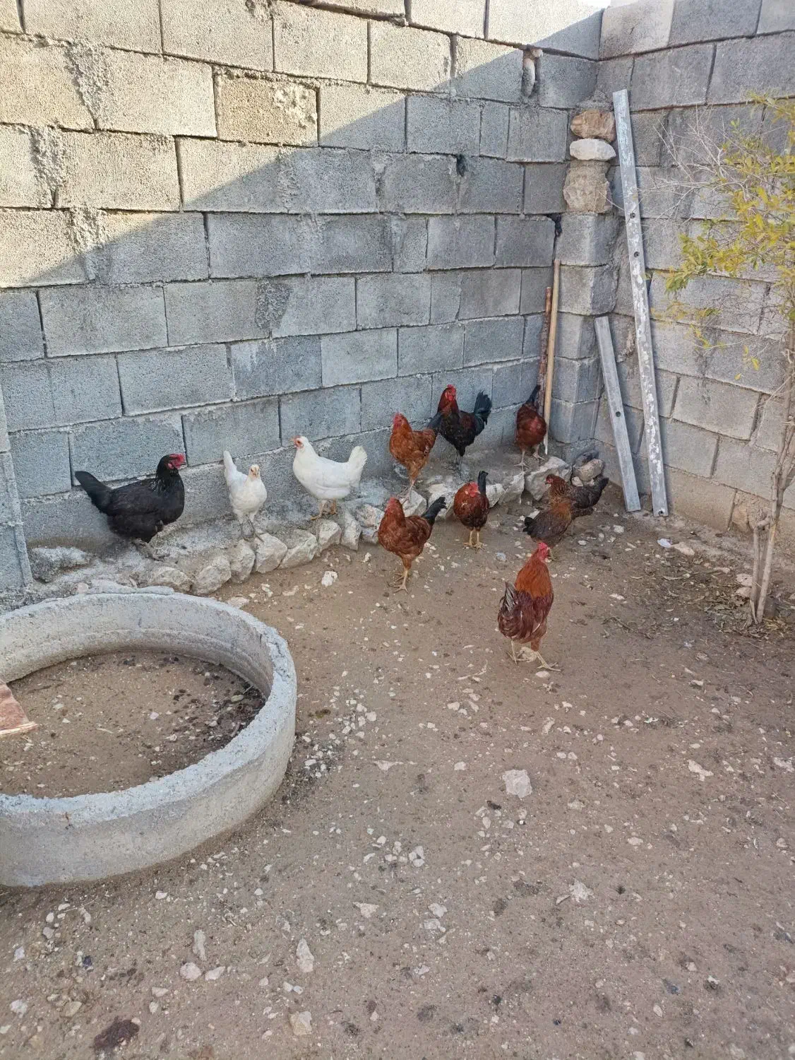 مرغ و خروس|حیوانات مزرعه|سرپل ذهاب, |دیوار