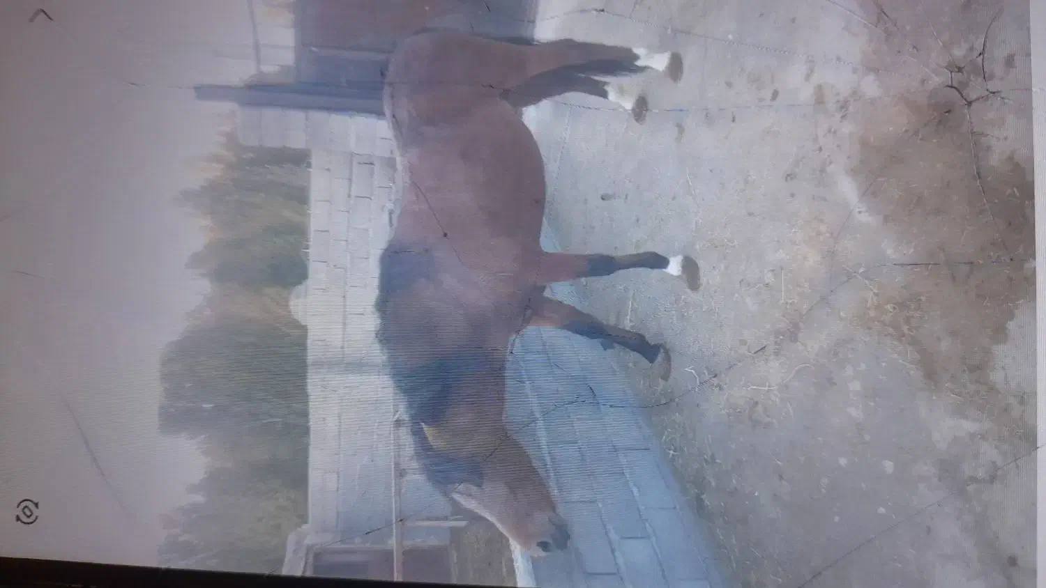 اسب نریان کورد سه ساله|اسب و تجهیزات اسبسواری|شاهین دژ, |دیوار